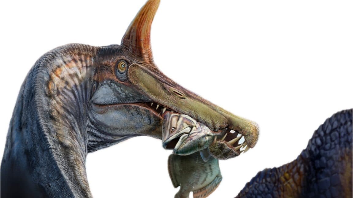 A unicorn-like Spinosaurus found in the Sahara