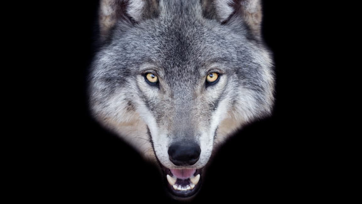 Man faces 5 years in prison for using AI to fake sighting of runaway wolf