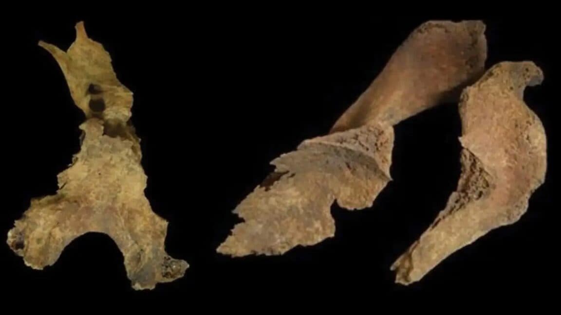 Did Iron Age Britons remove brains of the dead?