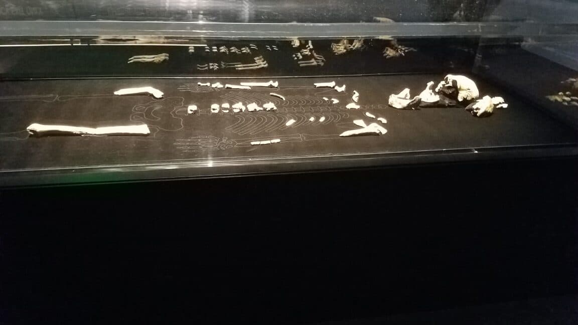 Every Homo naledi we know of is female, and the implications are fascinating