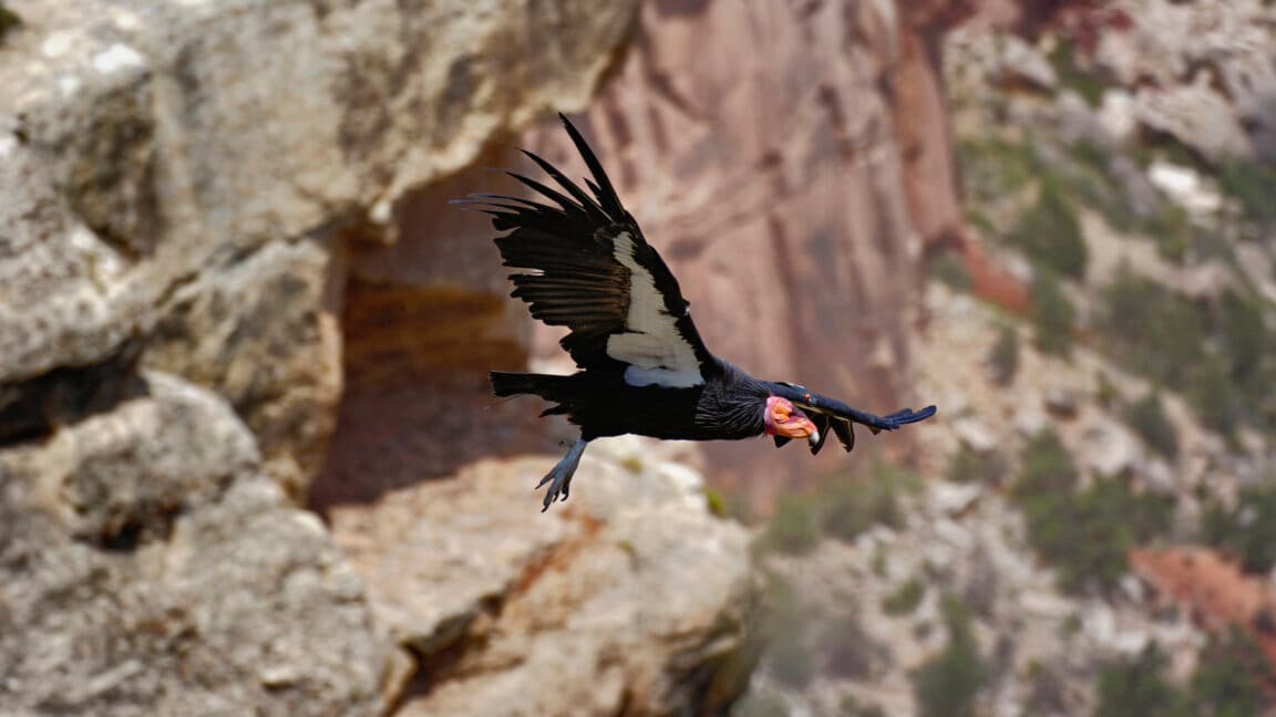 New effort will get genome sequences for entire Endangered Species list