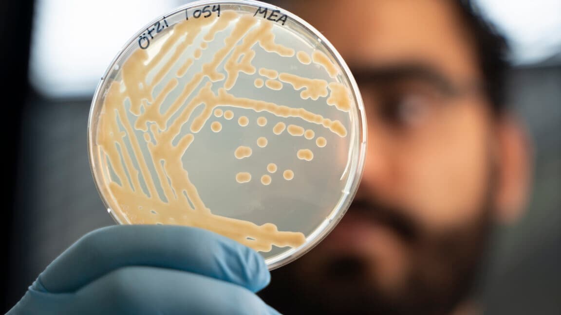 Some ancient microbes frozen with Ötzi the Iceman are still growing