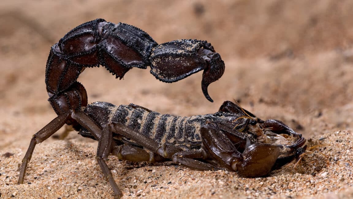 Scorpions go terminator mode and reinforce their weapons with metal