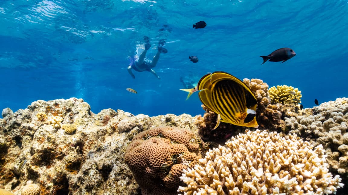 As global warming threatens corals, scientists search for reefs that can take the heat