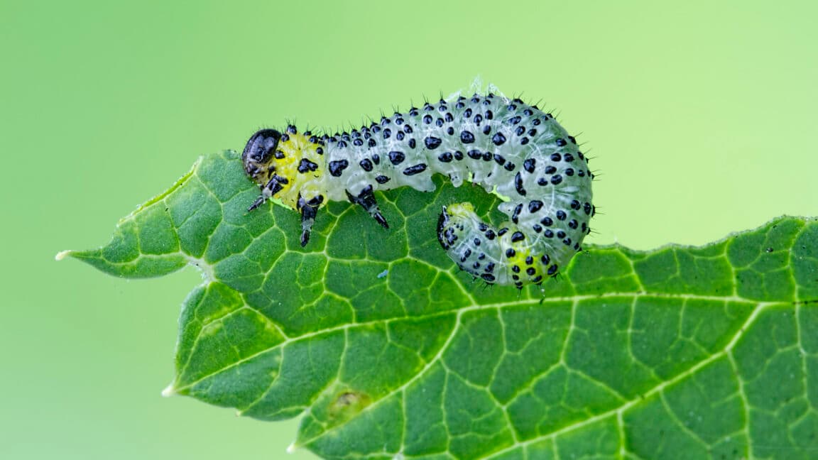 Beans use an immune receptor to call in airstrikes on caterpillars