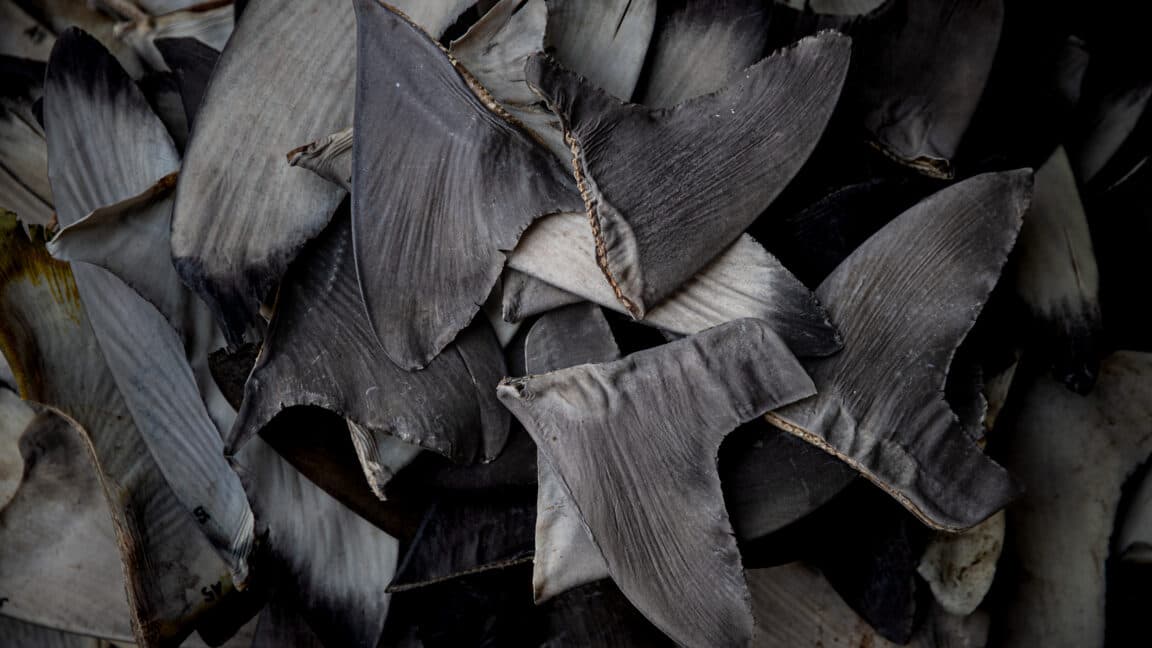China’s shark finning could lead to US seafood sanctions