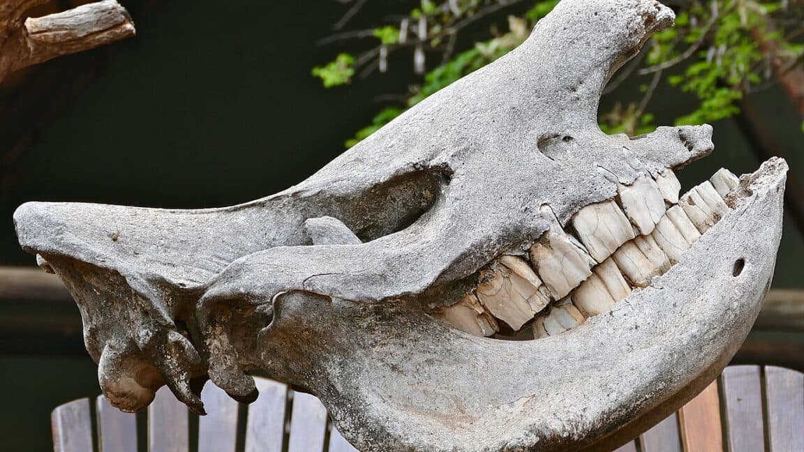 If I had a hammer... it might actually be a rhino tooth