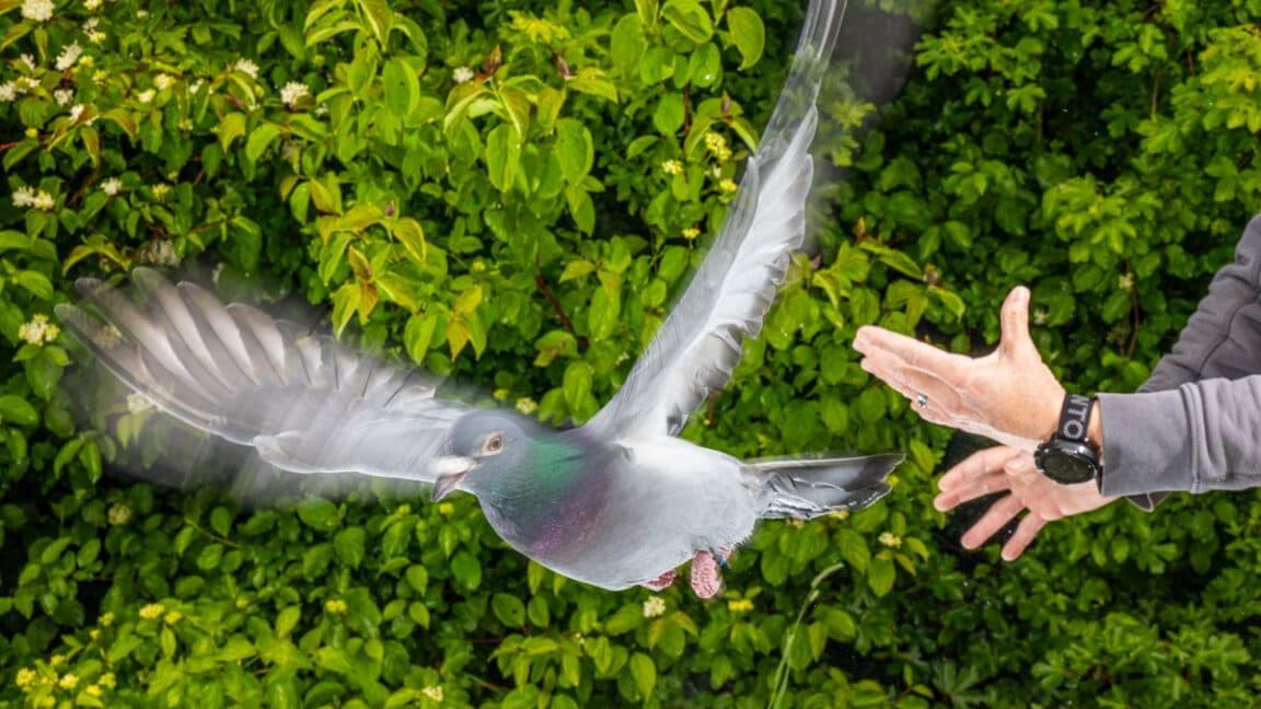 How pigeons exploit magnetic fields for navigation