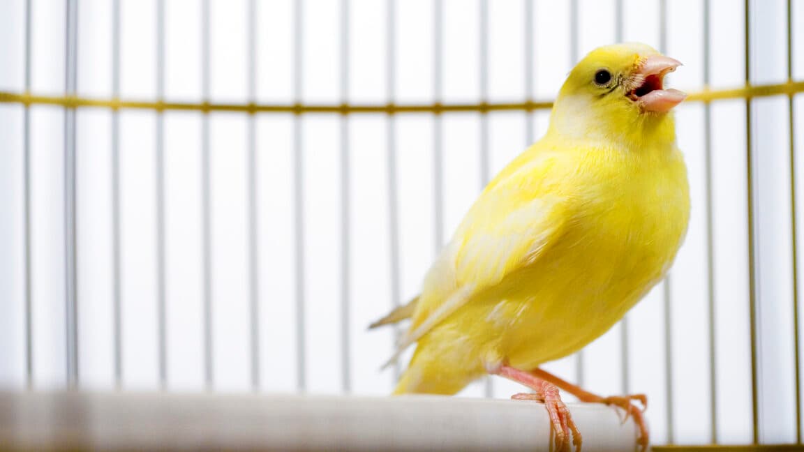 Canadian election databases use "canary traps"—and they work