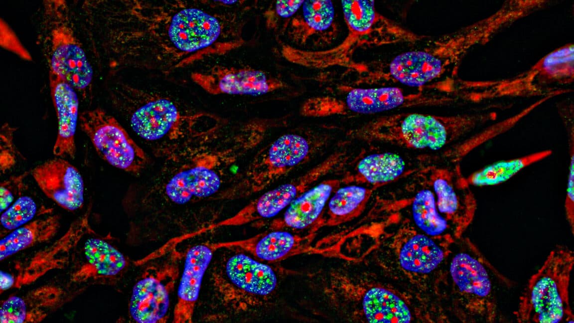 Lab supply companies have been selling antibodies using manipulated images