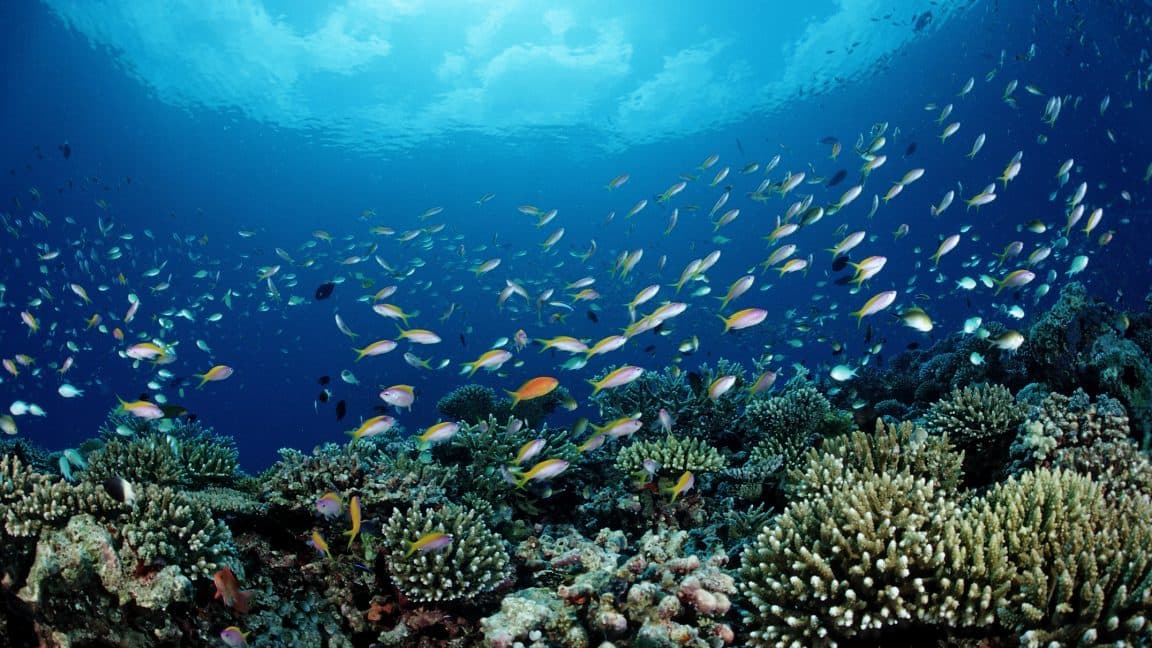 NOAA is putting commercial fishing ahead of conservation