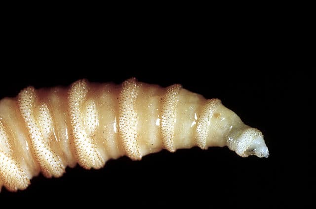 Screwworms in US: Human risk is low—but they can burrow through your skull