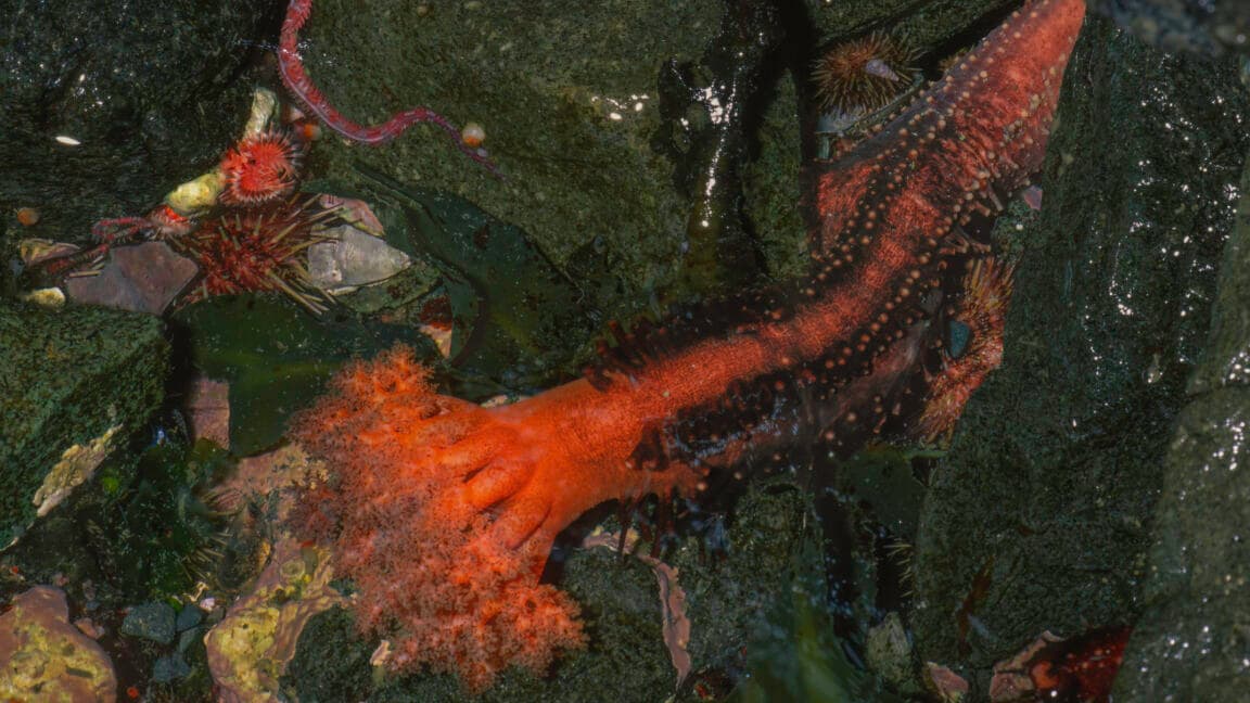 Severed sea cucumber appendages don't seem to die
