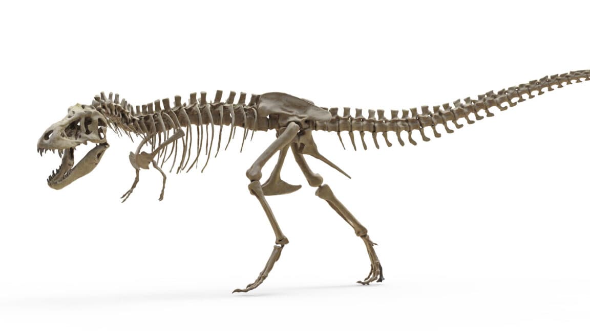 T. rex teeth indicate it ran as warm as an elephant