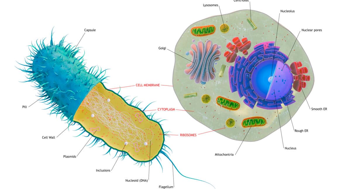 The first complex cells had genes from a complex mix of species