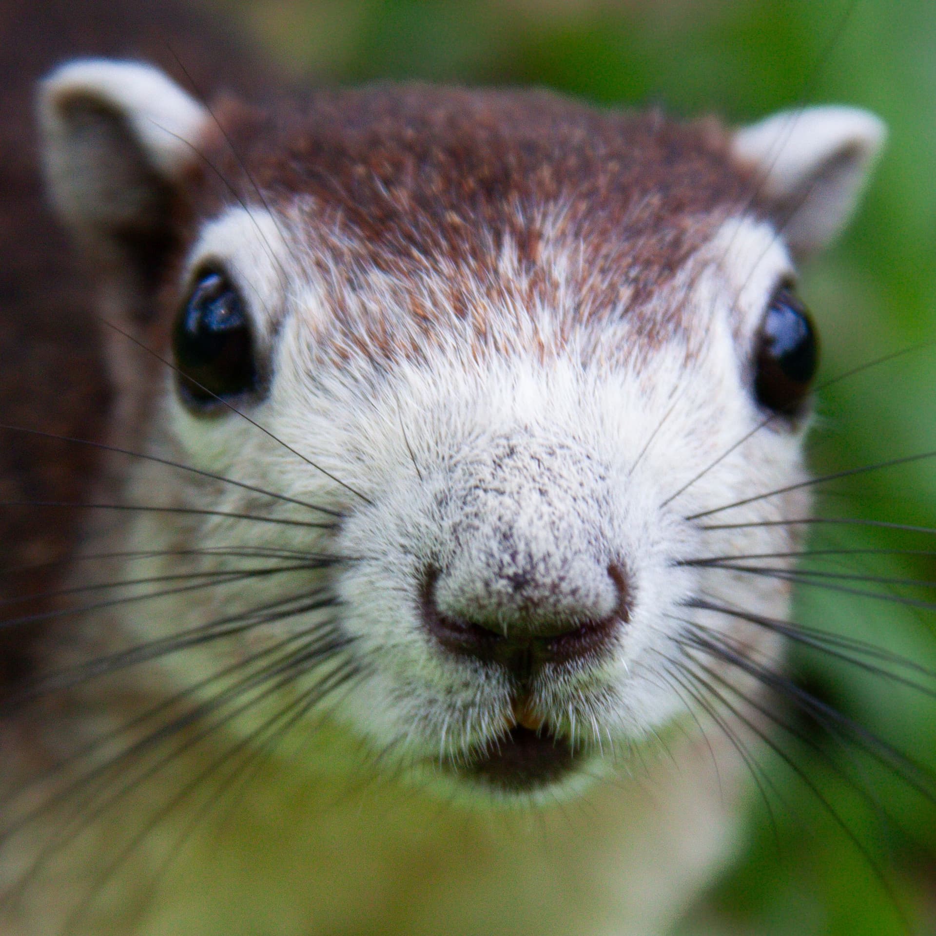One of Meta’s Offices Was Briefly Overtaken by a Rogue Squirrel